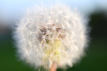 Fototapeta premium dandelion head