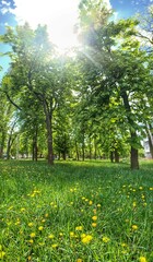 Obraz premium spring in the park