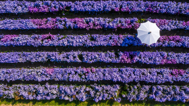Aerial view margaret flower field with umbrella form above, Rows of Margaret or Marguerite flower, Aerial view beautiful pattern of marguerite flower bulb field, Thailand.