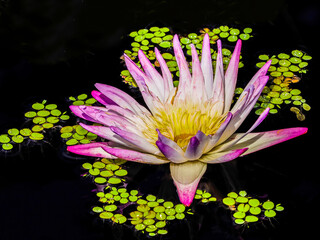 Close-up of single pink Water Lily  (Nymphaeaceae)