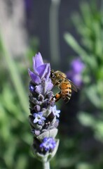 Bee on Lavender