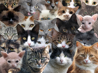 A lot of different cats