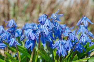 Blooming Scylla double Taurica or Scilla (lat. Scilla difolia L.)