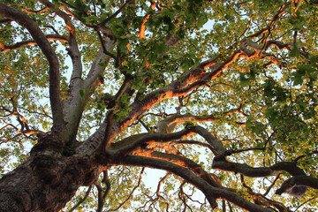 liberty tree in bayeux in normandy (france)