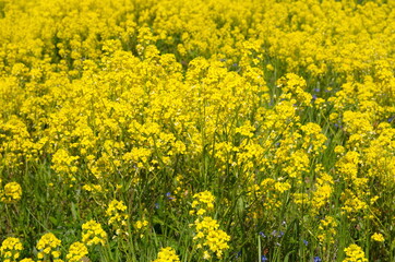 Flowering rapeseed (Lat. Brassica napus) in the field close-up