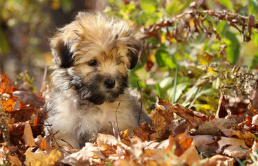 puppy in nature during fall