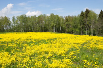 Fototapeta premium Landscape with a field of flowering rapeseed (Lat. Brassica napus) against a forest background