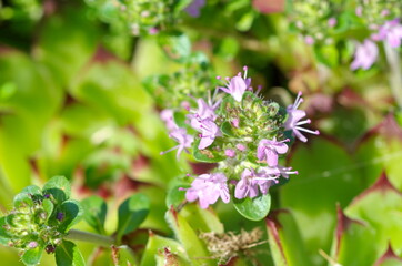 Creeping thyme (lat. Thymus serpyllum) close-up