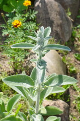 Chistets Byzantium (Lat. Stachys byzantina), or Stachys woolly on a flower bed in the garden