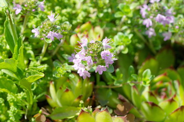 Creeping thyme (lat. Thymus serpyllum) blooms in the garden