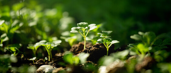 Earth day concept. Renewable energy for future. Sustainable resources. Plant management or environment symbol. Clean energy growing up. For web banner