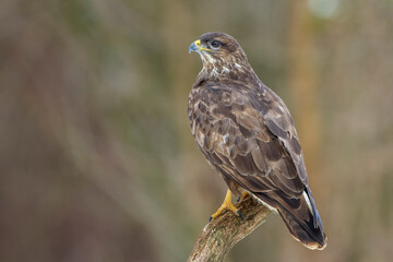 Mäusebussard (Buteo buteo)