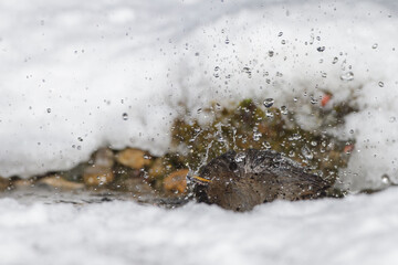 Amsel (Turdus merula) Weibchen