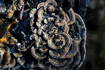 Forest mushrooms in nature, shot close-up macro photography.

