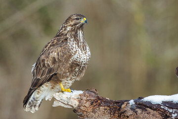 Mäusebussard (Buteo buteo)
