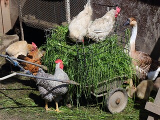Small farm in Poland