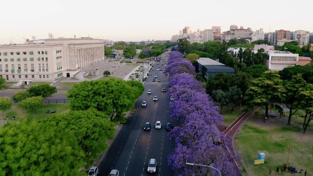 Jacaranda - Avenida - Buenos Aires - Argentina - Ciudad