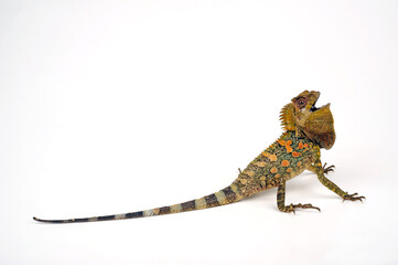 Chameleon forest dragon // Chamäleon-Winkelkopfagame, Laurentis Winkelkopfagame (Gonocephalus...