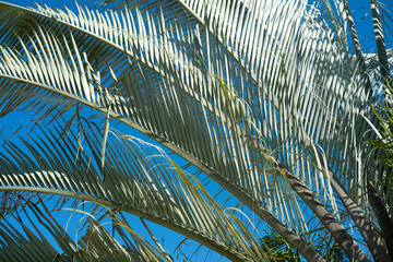 palm leaves background