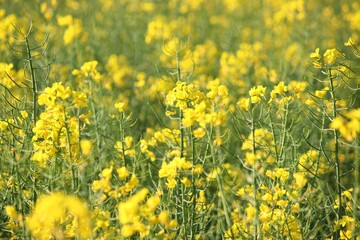 Canola field in Silesia region, Poland. Rural background.