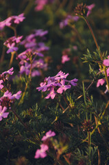 flowers in the garden
