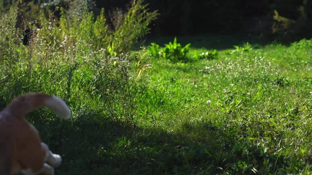 Cute animal at walk. Active and playful Beagle puppy run fast, hurry after moving camera, slow motion shot. Long ears flap and fly in air. High quality 4k resolution footage. 