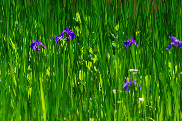 flowers in the grass