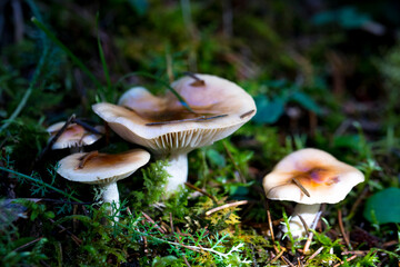 Forest mushrooms in nature, shot close-up macro photography.

