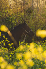 Horse in the forest 