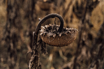 dry sunflower disappointed sad looking down. dry sunflowers in the autumn field. Gloomy brown sepia colors, bow your head. Metaphor of failure, frustration,  melancholy. Beautiful artistic photo
