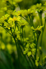Obraz premium close up of yellow flowers
