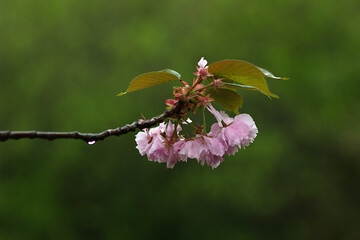 pink cherry blossom