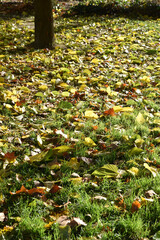 Obraz premium Feuilles mortes au jardin