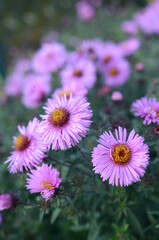Fototapeta premium Close up on a violet alpine aster flowers on a meadow in a city park, green turquois background