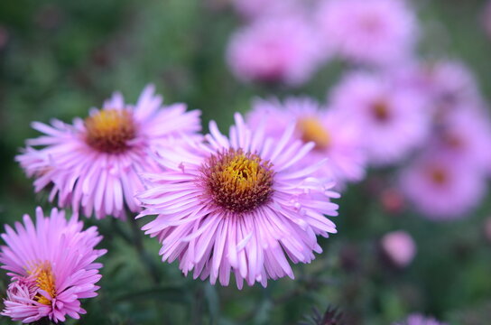Close up on a violet alpine aster flowers on a meadow in a city park, green turquois background