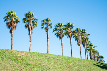 Fototapeta premium palm trees in the park