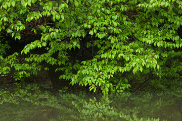green leaves water reflection