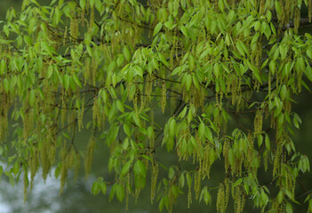 green leaves and water reflection