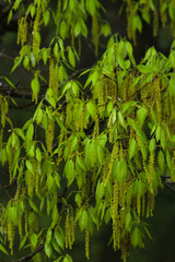 green leaves in the forest