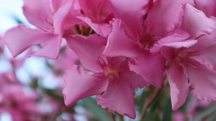 close up of pink rose