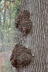 Burl, also known as bur or burr, an outgrowth of a Common oak