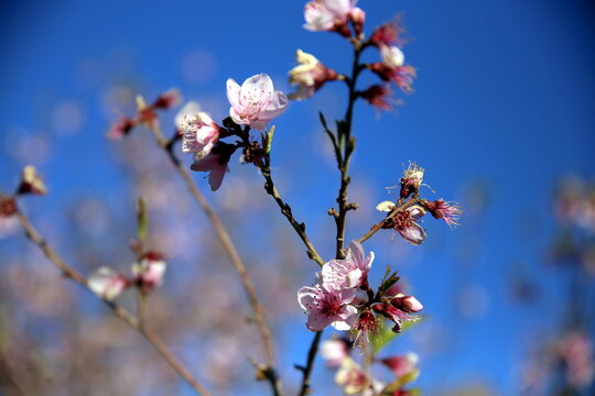 Branch of pink flowers with blue sky background, Jabal Akhdar, Sama Heights, Oman