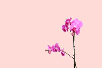 Fototapeta na wymiar Beautiful orchid flowers on light background