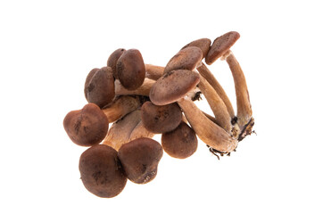 fresh honey mushrooms isolated