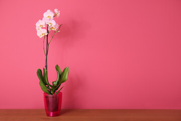 Beautiful orchid plant on table against color background