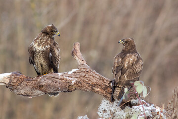 Mäusebussarde (Buteo buteo)