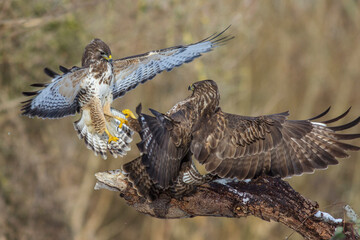 Mäusebussarde (Buteo buteo) streiten sich