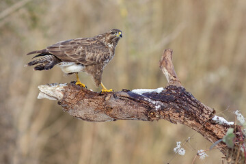 Mäusebussard (Buteo buteo)