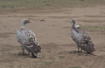 pair of white backed vultures in masai mara kenya