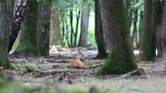 Corza tumbada en un bosque